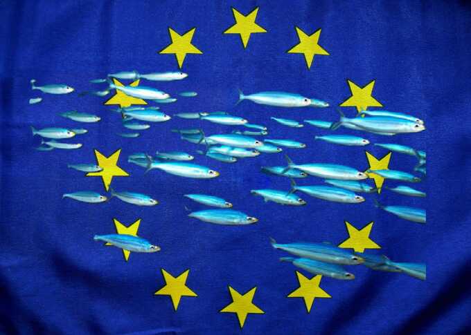 From the Barents Sea to the Thames: who controls Russian fish exports to Europe?